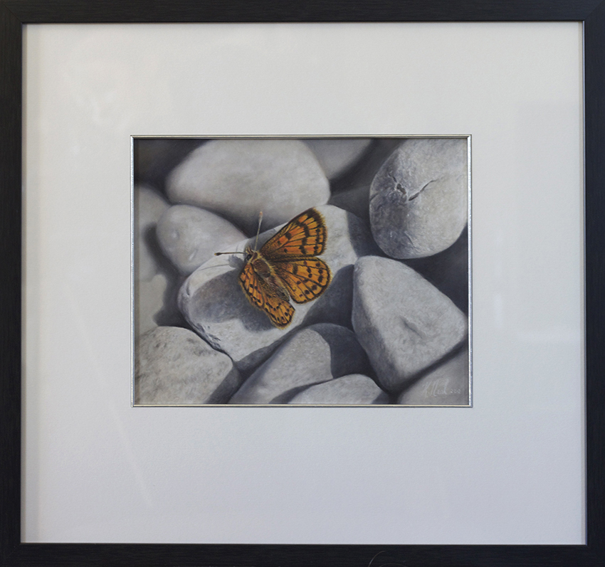 Common Copper butterfly pastel painting New Zealand Butterfly painting, Common Copper by wildlife artist Karen Neal